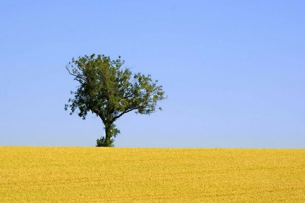 Landscape with a tree in a yellow field under a blue sky