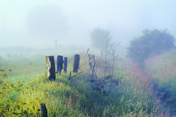 Landscapes of nature, trees in the fog