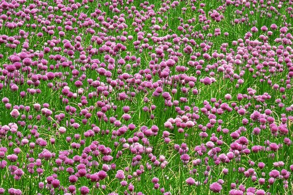 A favorite treat of cows. Clover