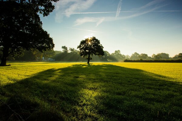 Riesiger Schatten von einem einsamen Baum bei Sonnenuntergang