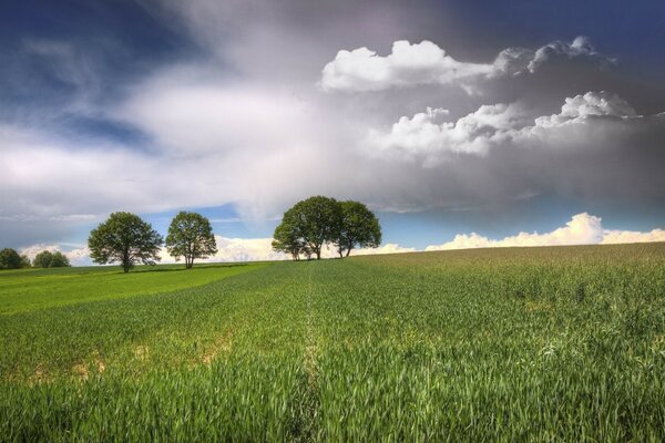 Paysages de la nature. Herbe et ciel