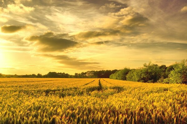 An uncultivated grain field in autumn