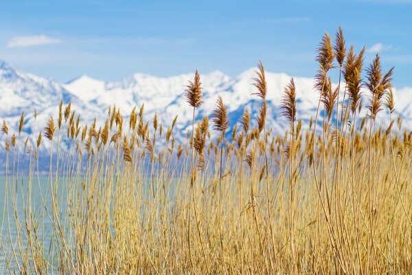 Pastos secos en las tierras altas