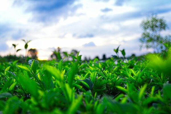 Erba verde e cielo blu