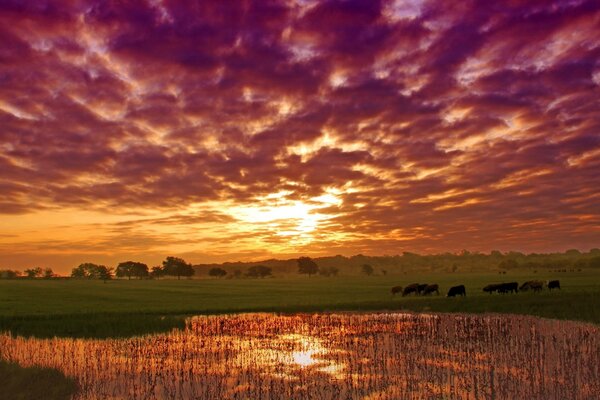 Paysages de la nature. Ciel au coucher du soleil