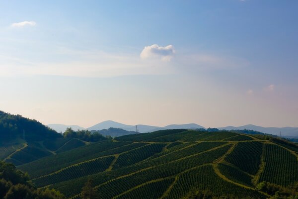 Landschaften von bewachsenen Flächen in den Bergen