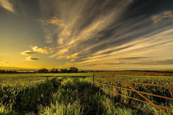 Feather clouds in the sky above the field