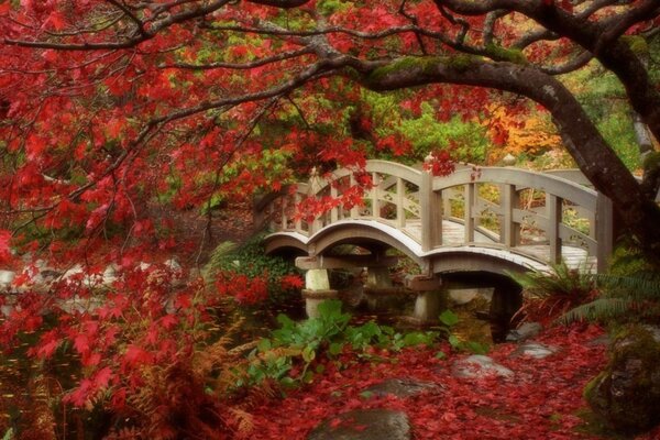 Landscapes autumn tree leaves