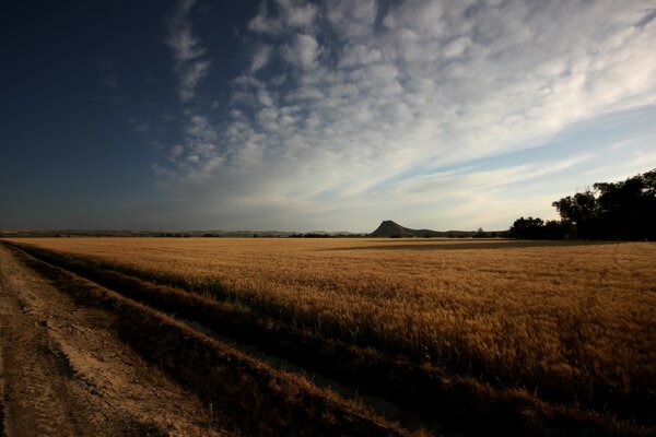 Strada lungo il campo di grano