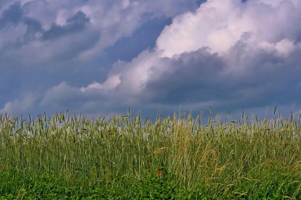 Champ de blé avec pavot rouge