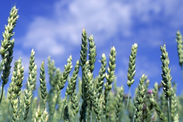 Giovani spighe di grano su un pascolo verde