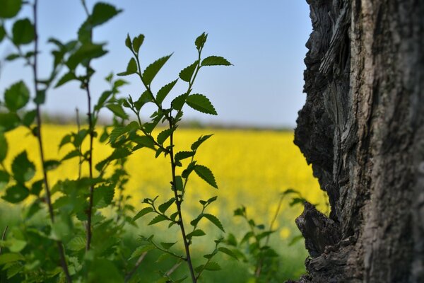 Green leaves on a field background