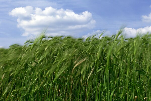 Campo di grano verde contro il cielo