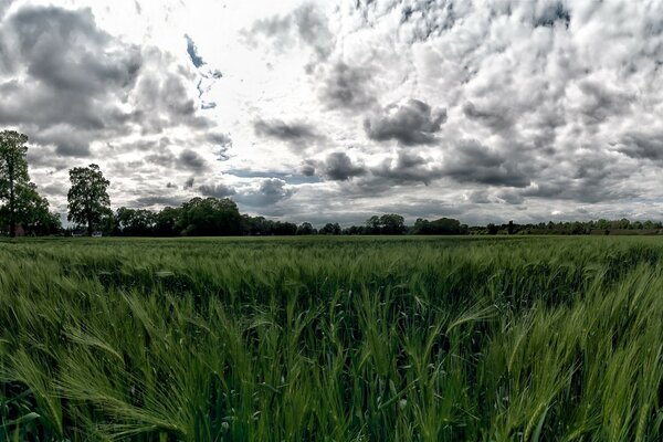 Soon there will be rain heavy clouds and wind swaying meadow grasses