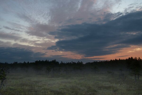 Landscapes sunset dawn tree