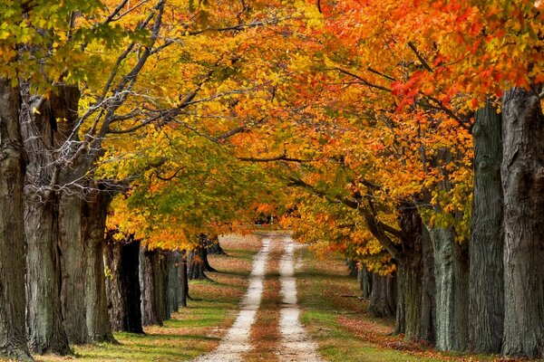 Beautiful country road