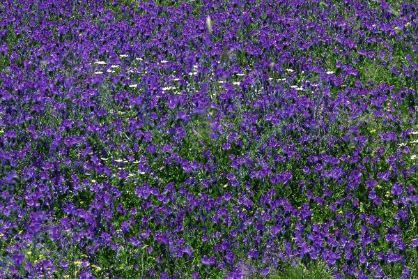 Hermoso campo de lavanda a los Alpes