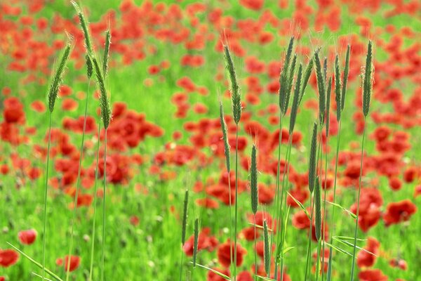 Red flowers in the field. Red poppies in summer