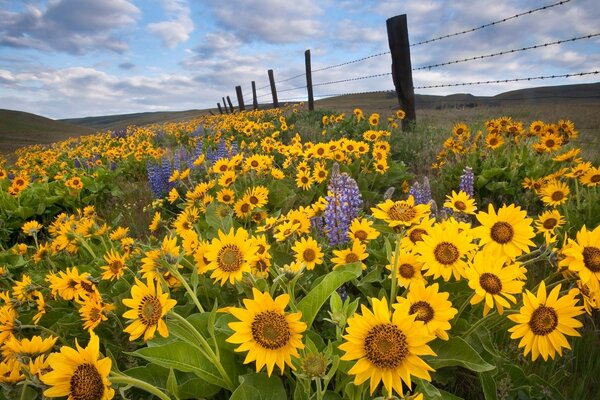 Campo de girasol detrás de la cerca con alambre de púas