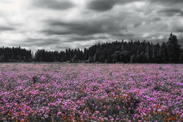 Beautiful landscapes of meadows and forests