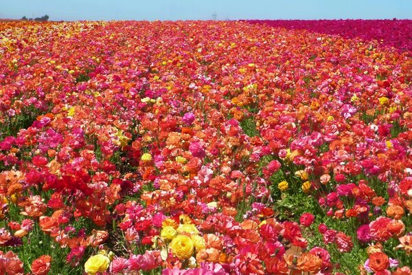 Landschaften Feld Flora Natur