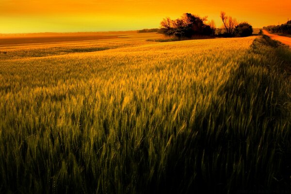 Campo de trigo a la luz dorada del atardecer