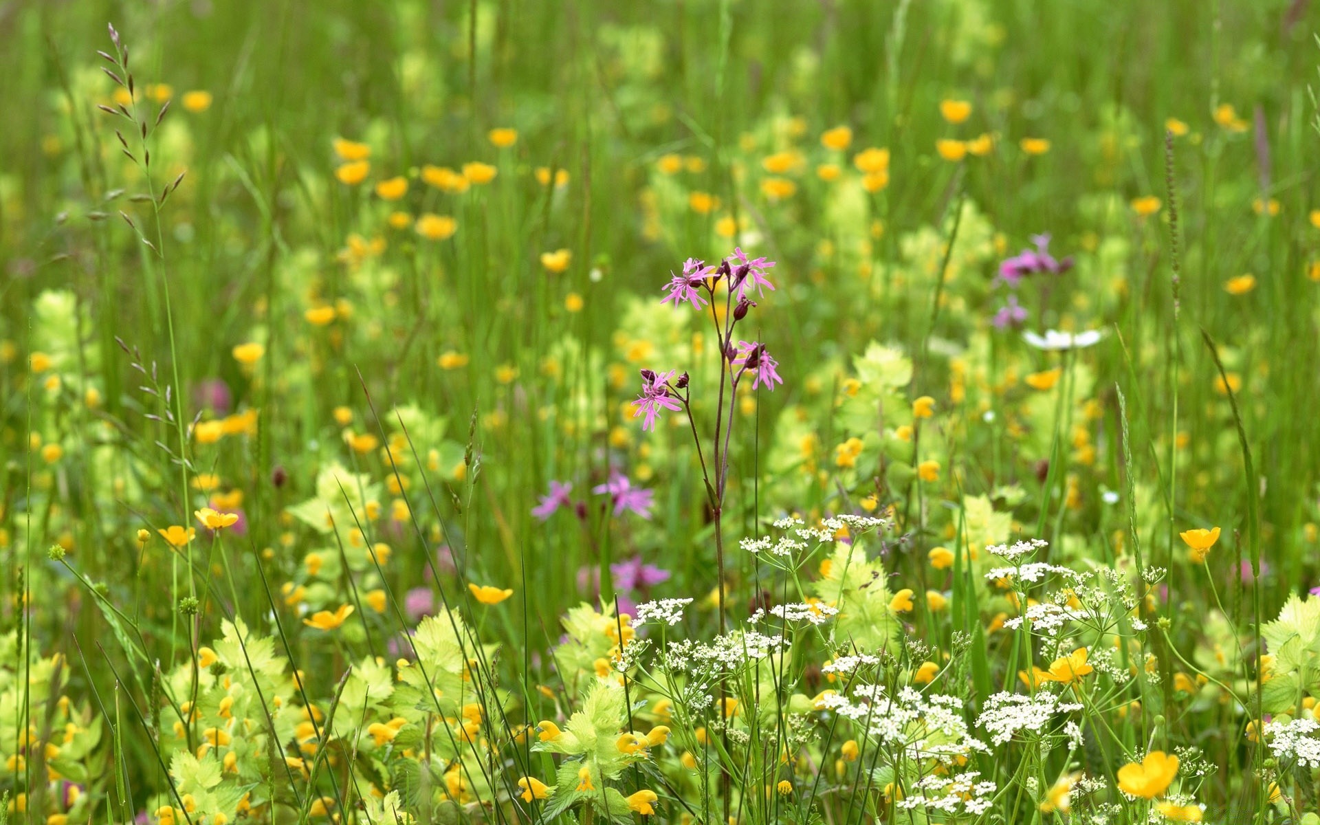 paysage nature fleur herbe été foin champ rural à l extérieur flore sauvage croissance beau temps feuille lumineux soleil campagne fleurs sauvages jardin floral