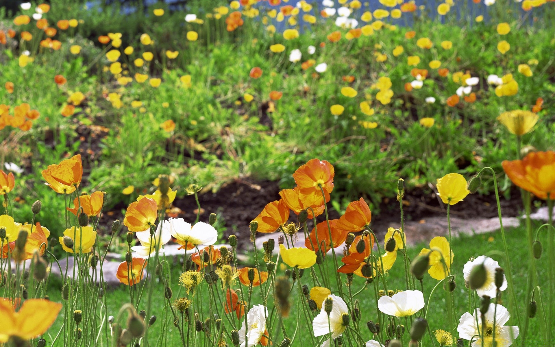 paesaggio fiore natura campo flora fieno erba estate floreale giardino papavero rurale foglia selvaggio fioritura stagione luminoso petalo colore crescita bel tempo