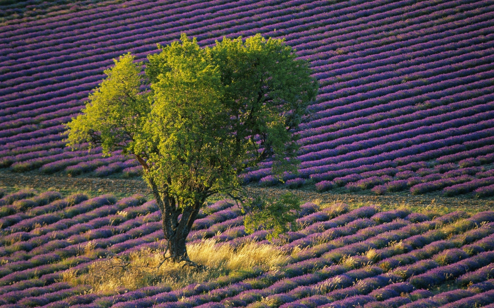 paysage arbre agriculture nature paysage en plein air chaîne vignoble feuille vigne flore croissance campagne voyage bureau rural terres cultivées ferme pittoresque vin