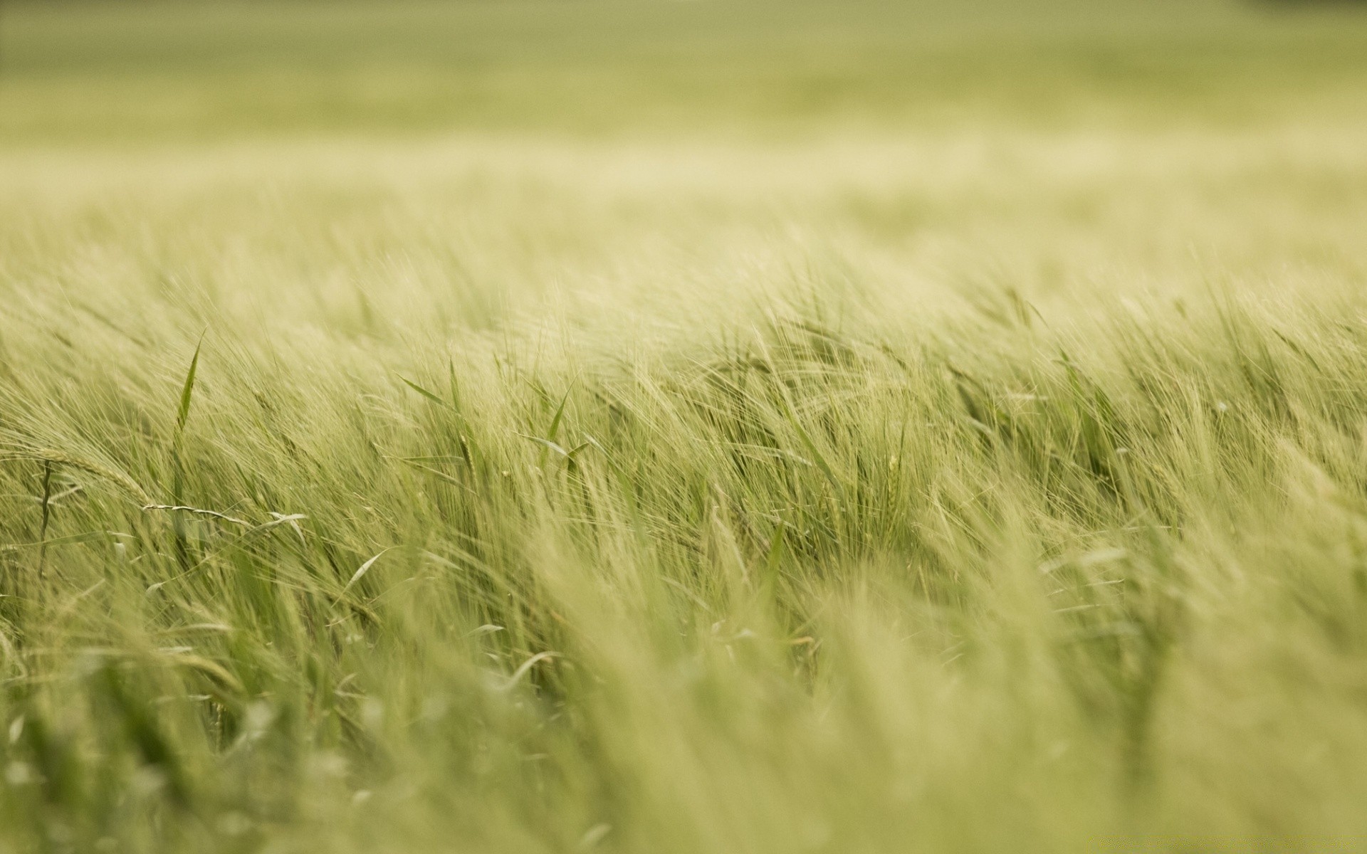 paysage céréales blé champ rural herbe pâturage croissance maïs ferme nature soleil paille été campagne agriculture terres agricoles foin or pain