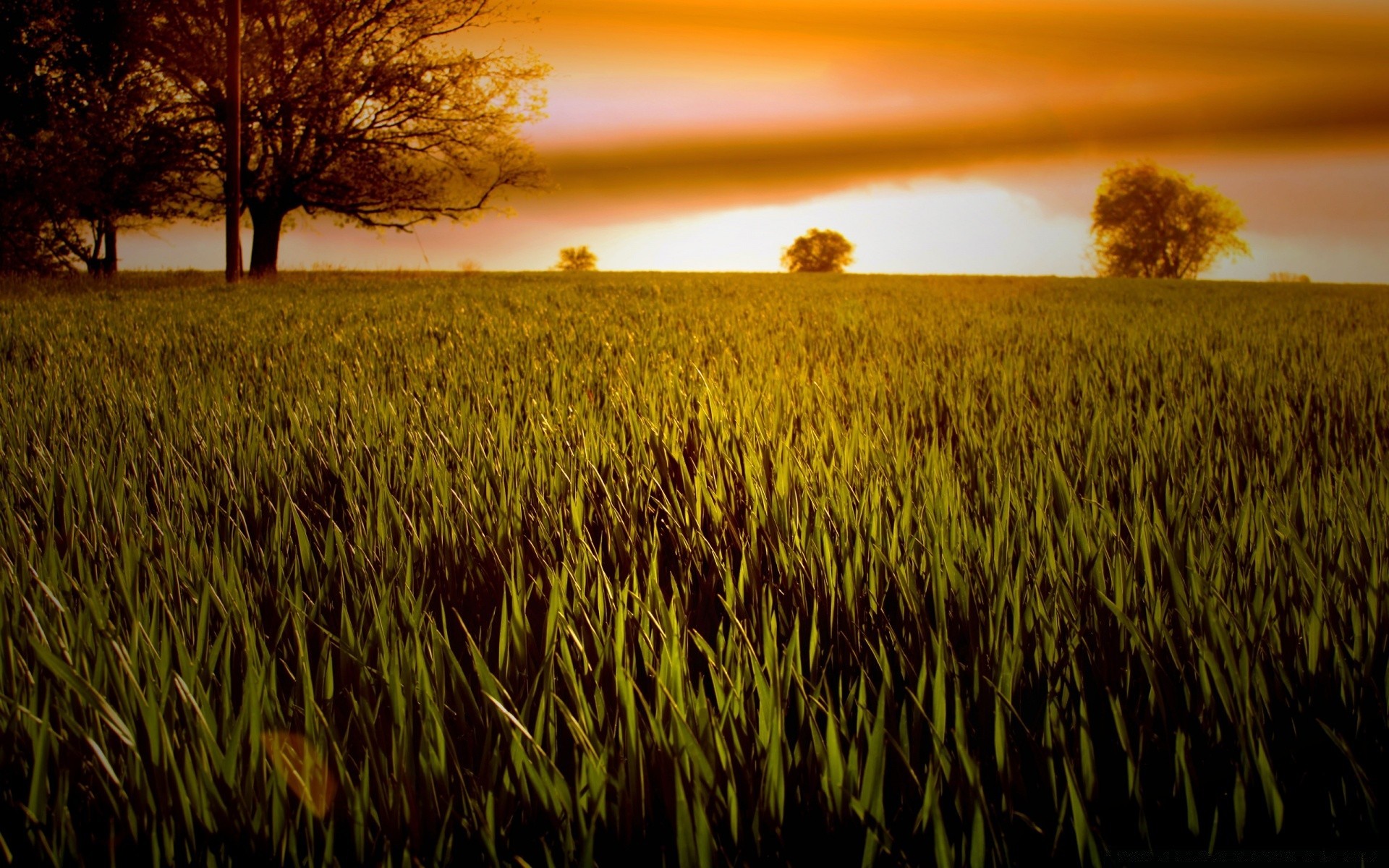 paisaje cereales campo puesta de sol granja agricultura paisaje amanecer naturaleza al aire libre trigo cosecha rural sol cielo tierra cultivada oro crecimiento campo noche