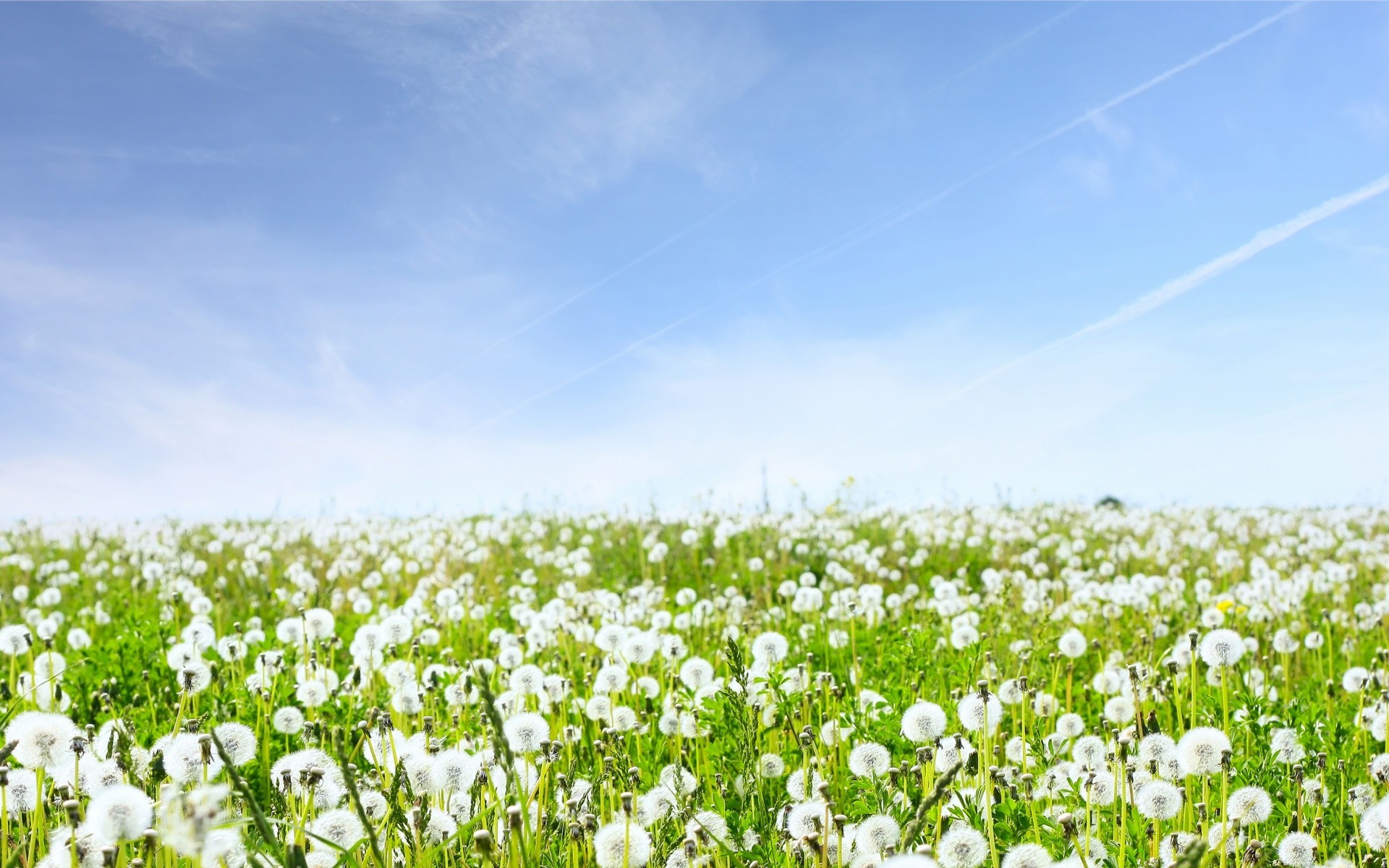 landscapes field flower flora hayfield nature summer grass rural landscape agriculture season growth environment farm sun fair weather pasture countryside garden bright