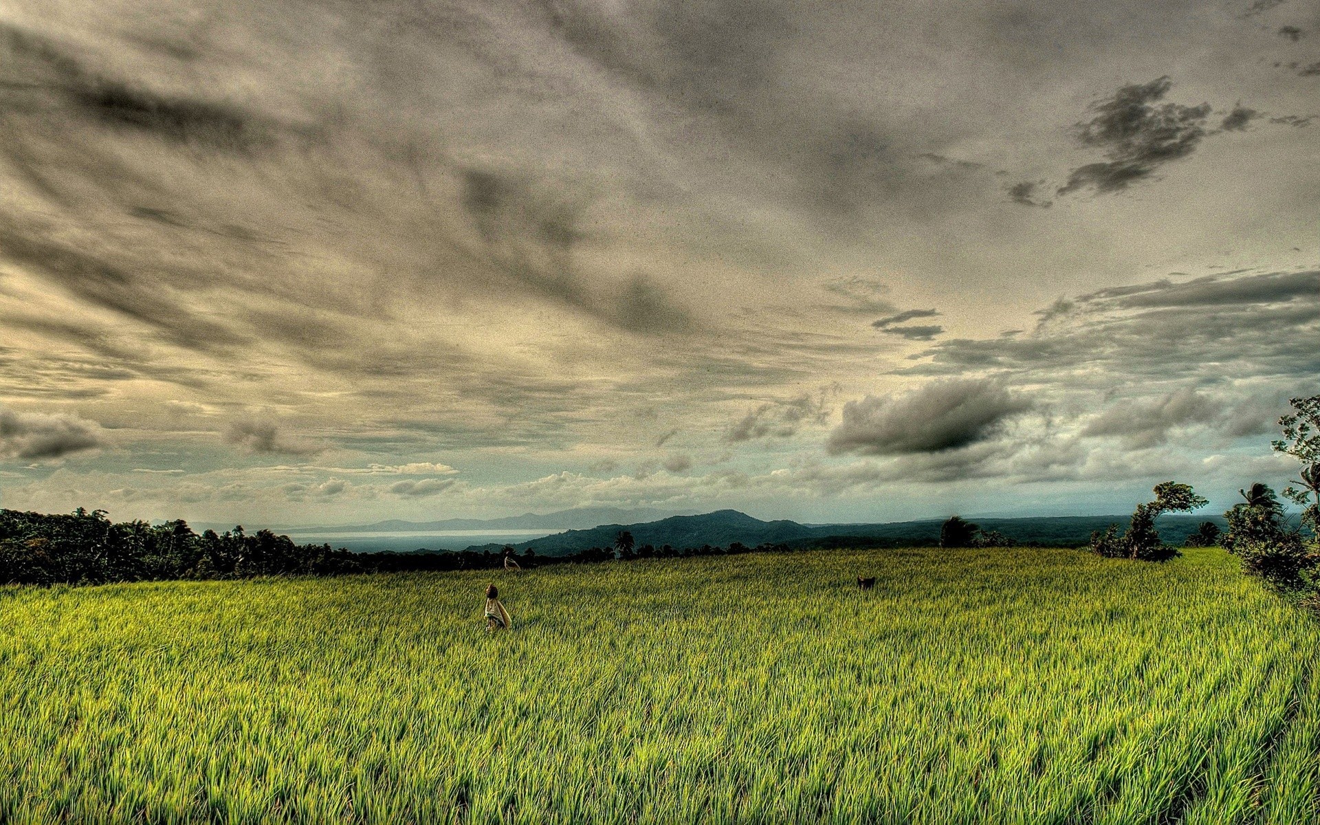 landscapes landscape agriculture field sky farm crop nature cropland rural countryside cloud outdoors pasture tree cereal sunset grass wheat storm