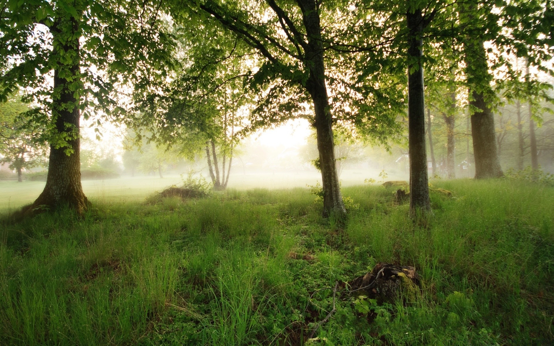 landscapes landscape wood tree nature environment dawn park sun grass fair weather scenic leaf fog mist countryside lush scenery scene season