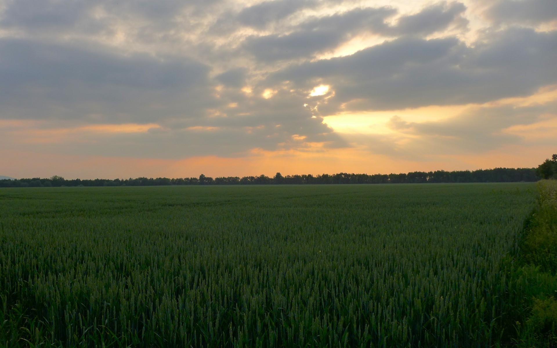 landschaft landschaft flocken feld landwirtschaft bauernhof des ländlichen weizen landschaft himmel bebautes land natur weide mais ernte sonne im freien horizont gras gutes wetter