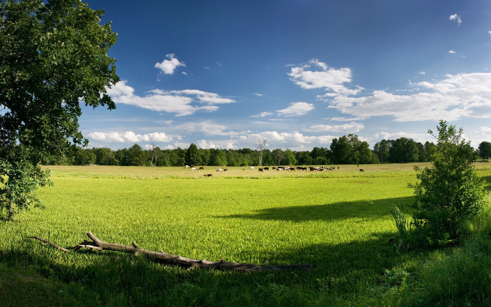 landscapes grass landscape rural agriculture nature hayfield outdoors countryside tree field summer pasture sky farm idyllic soil wood