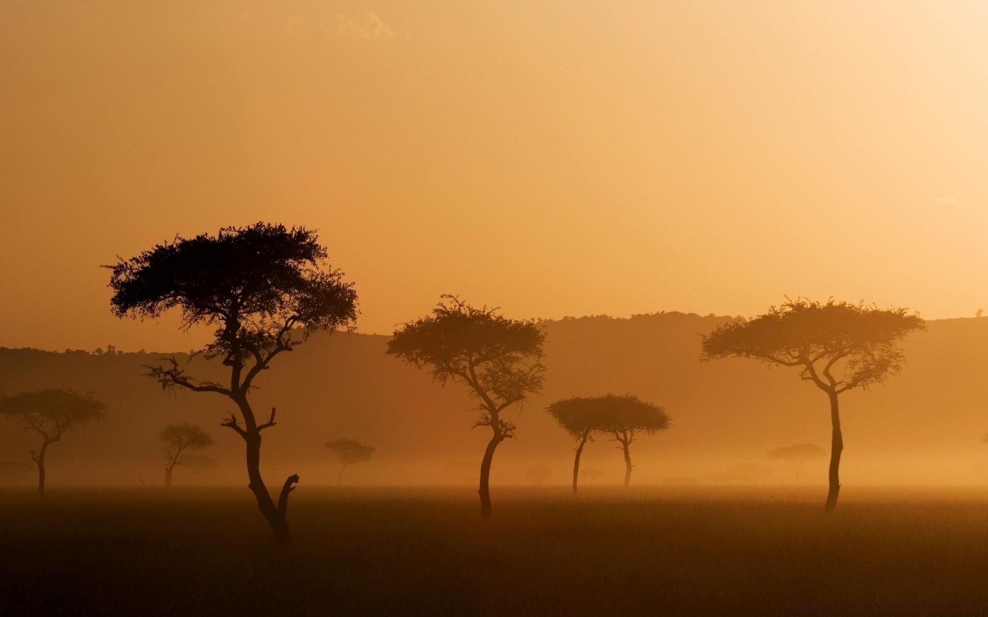 landscapes sunset dawn silhouette backlit landscape tree serengeti safari evening sun sky desert savanna nature dusk fog alone mist