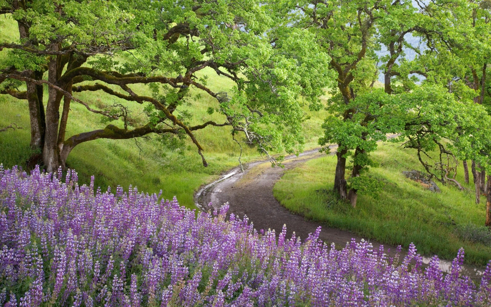 landscapes flower landscape nature tree flora garden summer outdoors countryside season wood grass field leaf park hayfield environment rural blooming