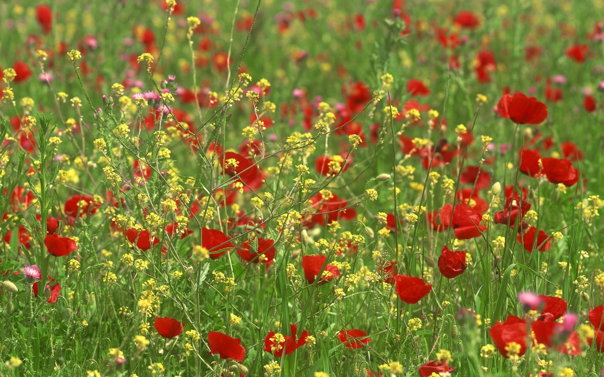 landschaft poppy blume feld flora natur heuhaufen sommer blumen garten blühen blütenblatt des ländlichen gras blatt wildflower saison farbe hell wachstum schließen