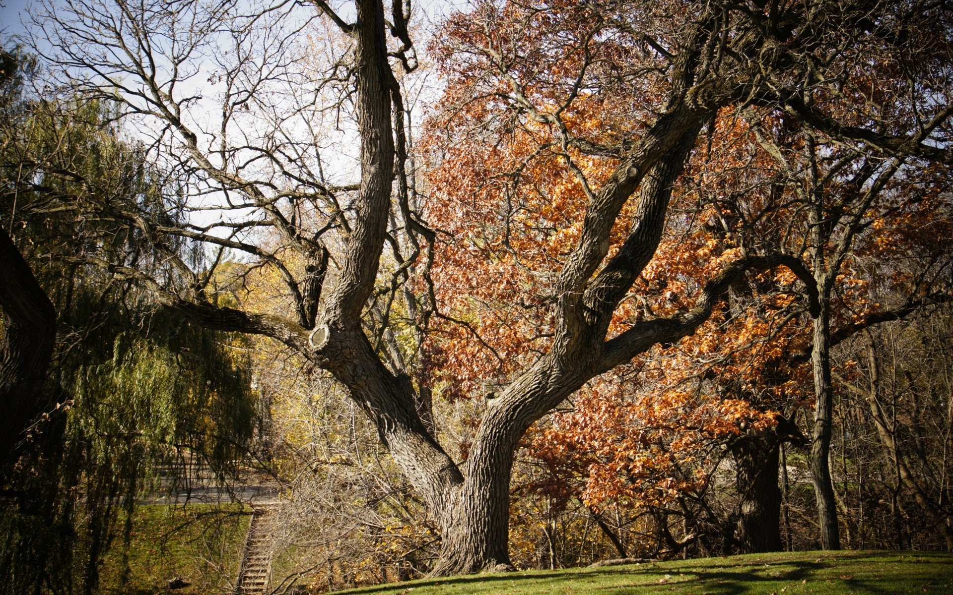 landschaft baum herbst holz natur landschaft park blatt saison zweig kofferraum im freien landschaftlich landschaftlich umwelt eiche guide morgendä ng szene