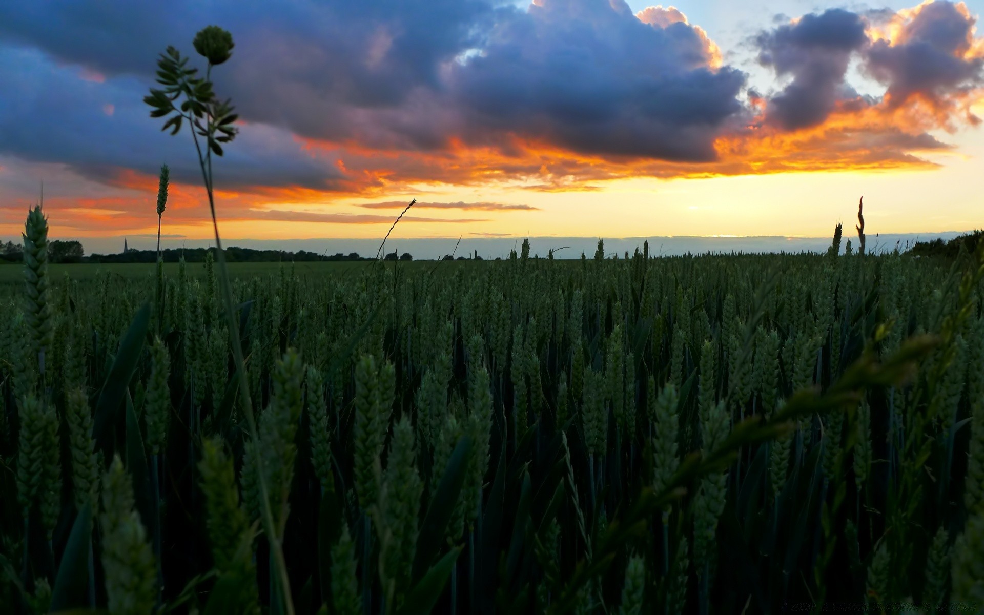 paysage agriculture ferme paysage champ coucher de soleil aube céréales rural récolte blé soleil campagne ciel nature pâturage maïs croissance à l extérieur terres cultivées