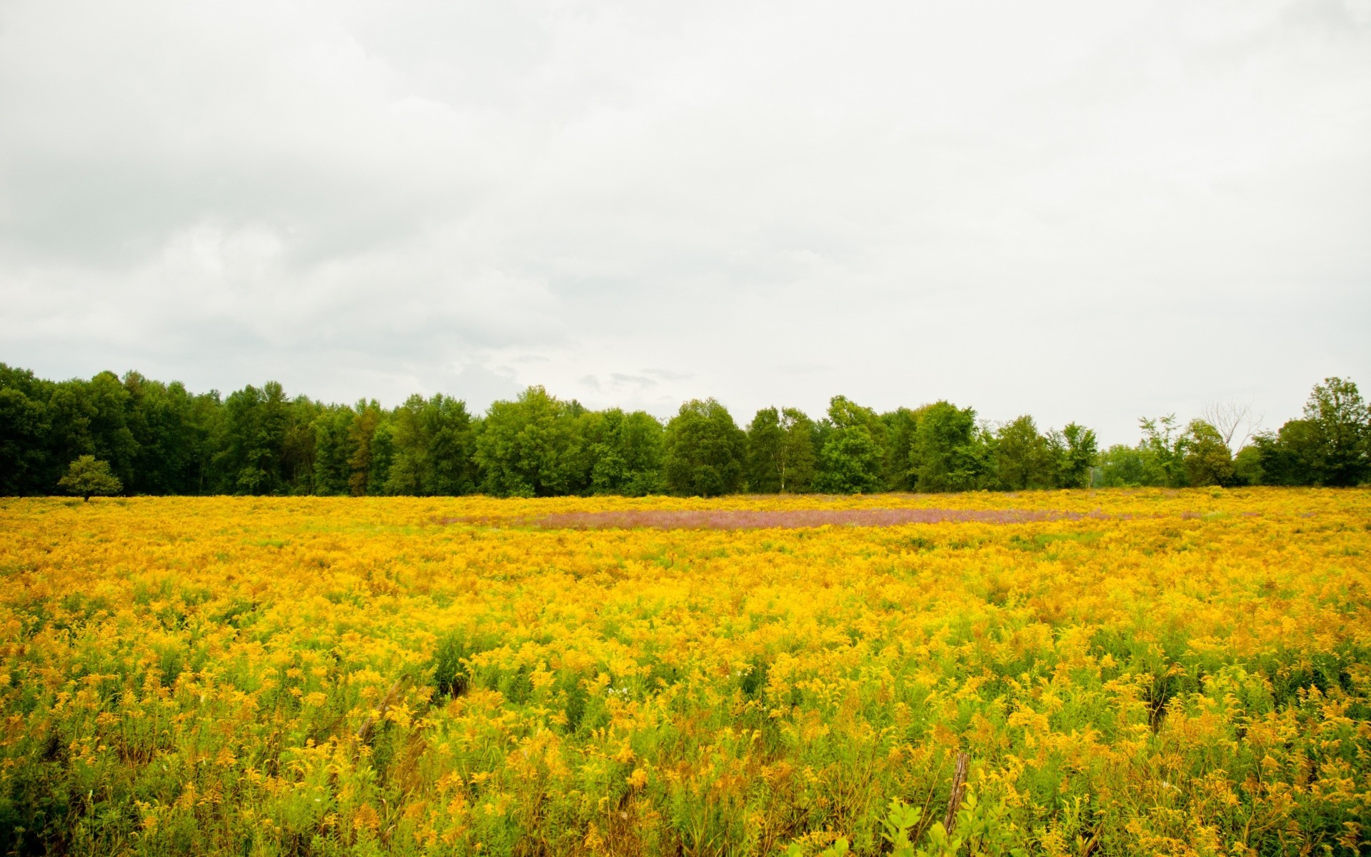 paysage paysage nature agriculture campagne rural été champ extérieur arbre ciel ferme herbe pâturage beau temps fleur foin scénique croissance pays