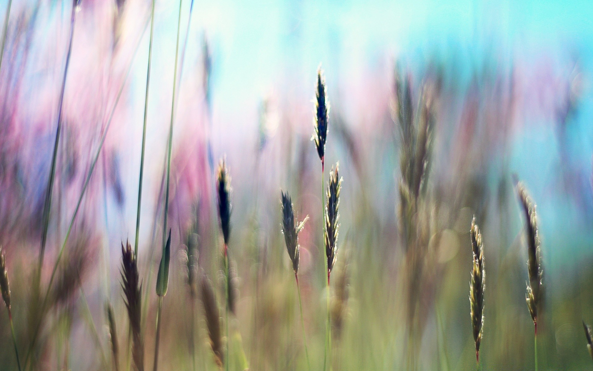 landschaft natur sommer gras wachstum des ländlichen feld sonne flora hell gutes wetter weizen im freien blatt weide flocken landschaft heuhaufen bauernhof stroh