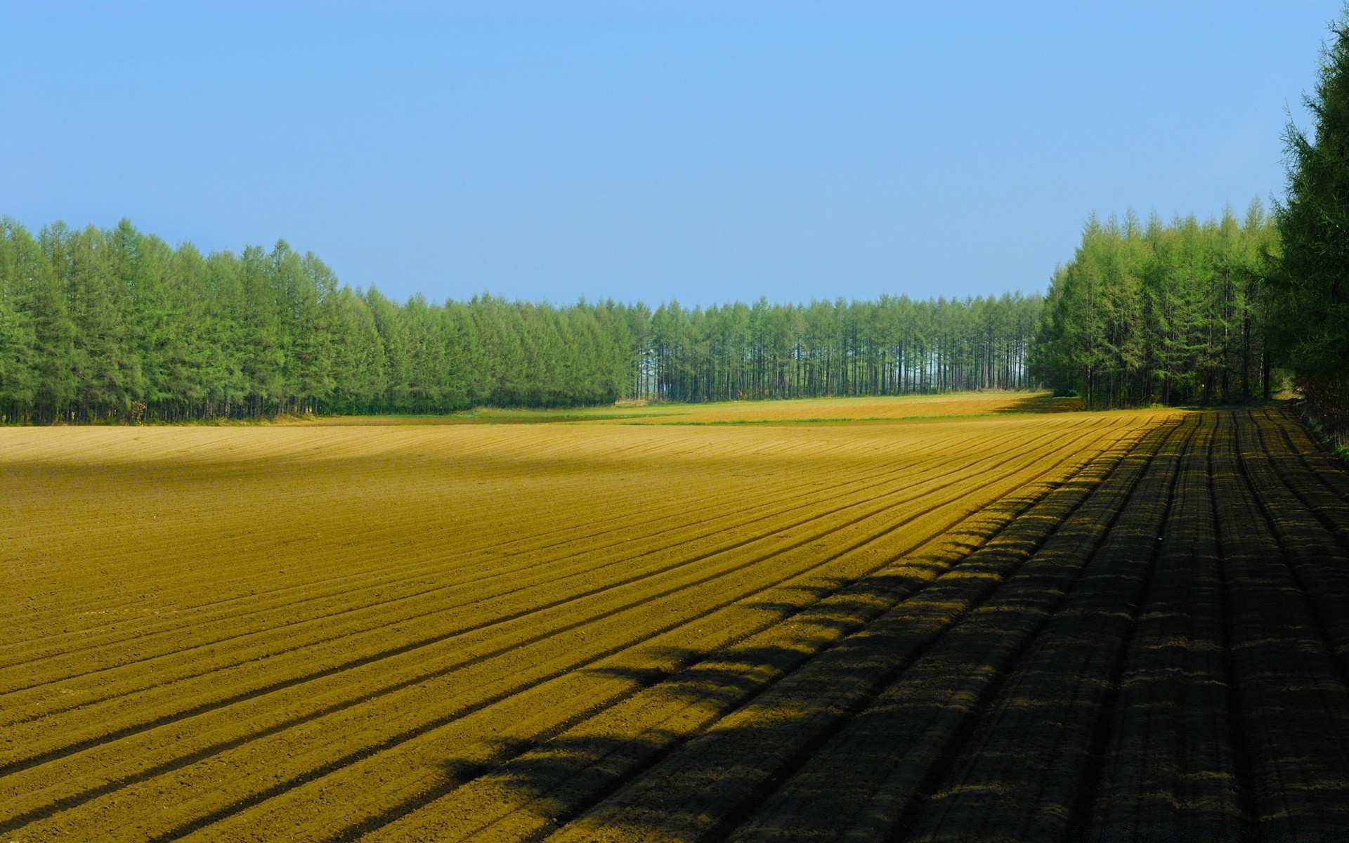 paysage arbre paysage bois nature à l extérieur ciel été rural