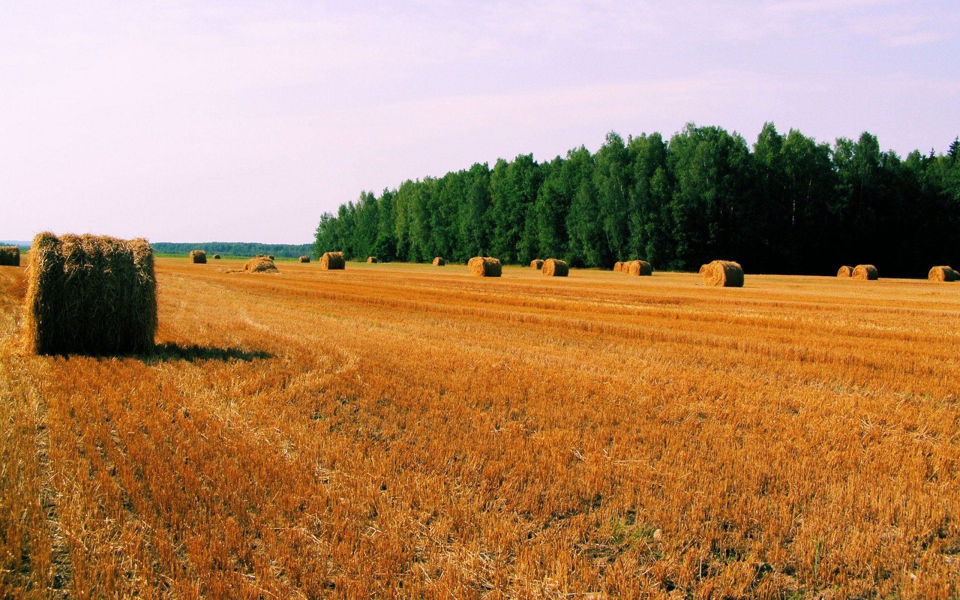 paysage agriculture blé rural campagne pâturage céréales ferme champ foin terres cultivées paysage extérieur paille récolte maïs terres agricoles nature ciel été