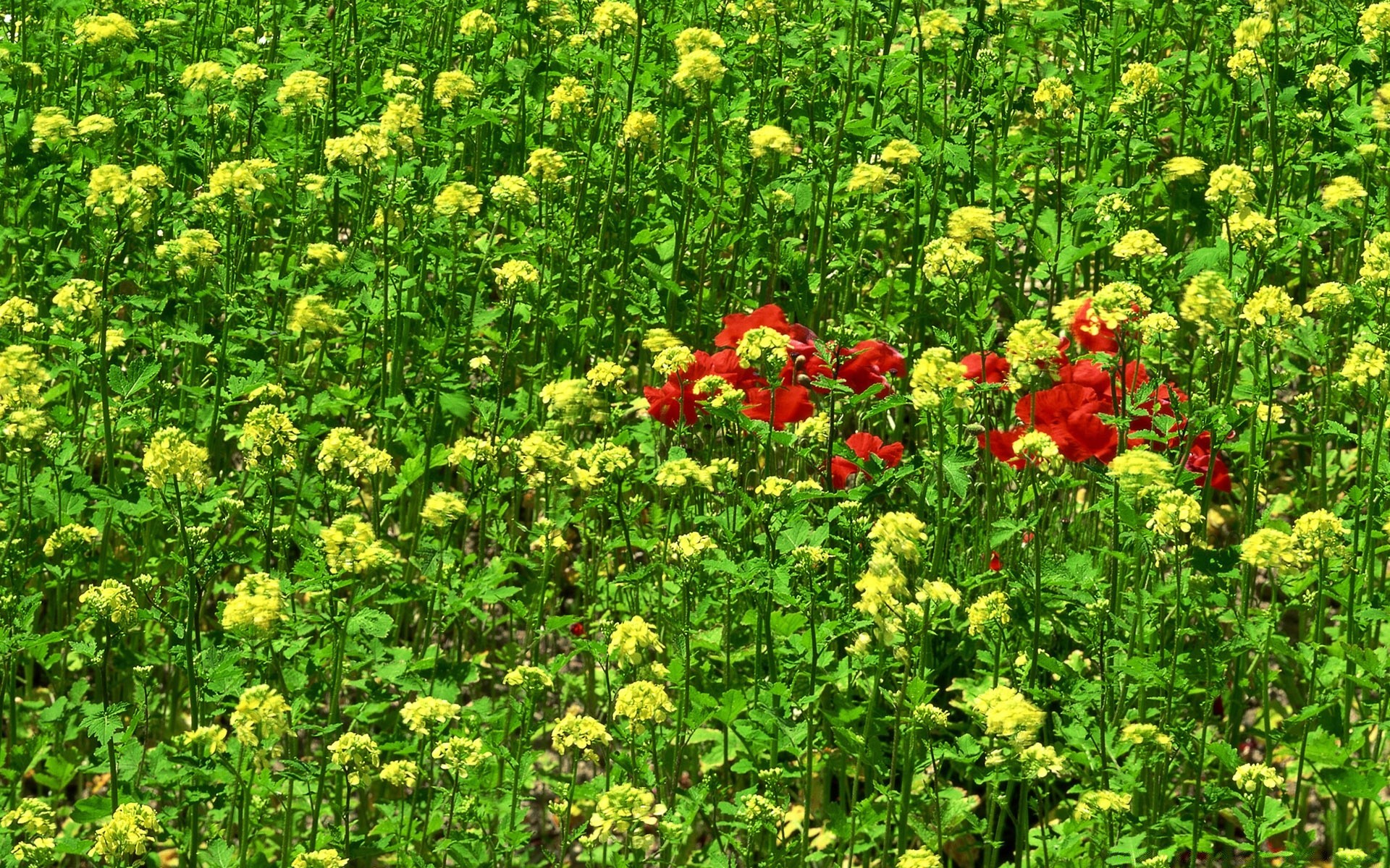 landschaft blume natur flora sommer blatt feld garten wachstum blumen gras landwirtschaft heuhaufen gutes wetter rasen im freien jahreszeit blühen hell bauernhof blütenblatt