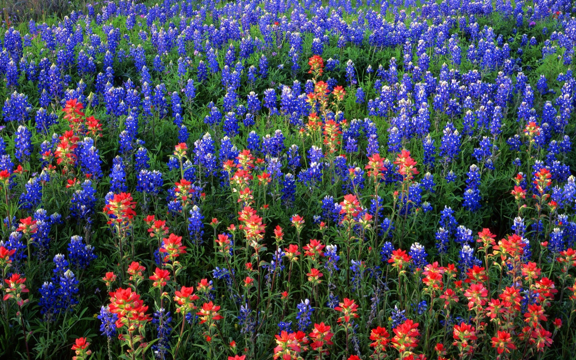 paisagens flor campo flora natureza feno tremoço verão floral cor ao ar livre blooming jardim grama temporada crescimento brilhante pétala rural wildflower