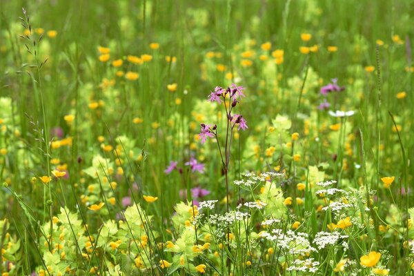 Summer flower grass in nature