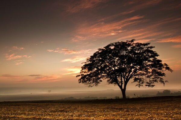 Orden de la tarde, el sol se pone