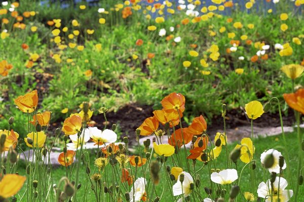 Floral harmony nature of the field